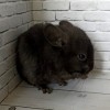 Соня_нРекс_КХ