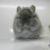 Юморинка ГРУ