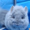 Фиола Фауна Сам
