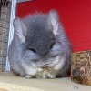 Космея МиР