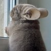 Космос