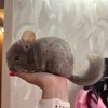 Хани