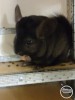 Мишель младшая Фауна Сам