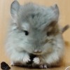 Олли