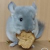 Челси