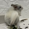 Оленна