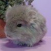 Изохилус