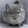 Крошка Чин Лав