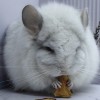 Королева Чин Лав