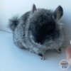 Каспер