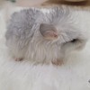 Одуванчик