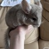 Бенедикт