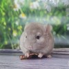 Нацуки