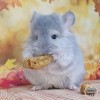 Манака