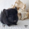 Леон Ван Флаффи Фан