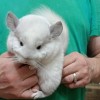 Азель МИ