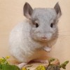 Хенриетта