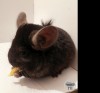 АМ Ваня