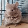 Бублик 