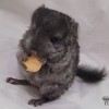 Джеффри носитель Рекс