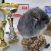 РокБаллада Свит Хэппи