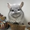 Клеон МиР