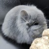 Алатея МИ