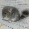 Анг Луна