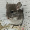 Анг Сириус