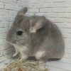 Анг Мышка
