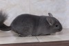 3,5 мес