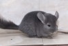 3,5 мес