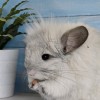Чел Чин Коржик