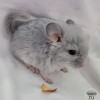 Тиффани