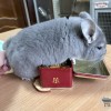 Фагот НСБ