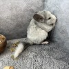 Жози нРекс Шуш
