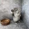 Жужа нРекс Шуш