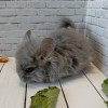 Тимон_КХ