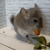 Уля_КХ