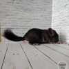 Хонда_нРекс_КХ