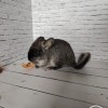 Цыпа_КХ