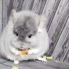 Маркиза ОС