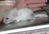 новорожденная