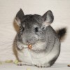 Мао