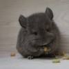 Чоко