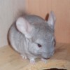 Елисей
