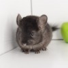 Симка