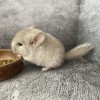 Звеня Шуш