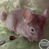 Айрин