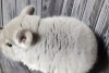 Покер ОС